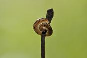miljoenpoot (diplopoda sp)
